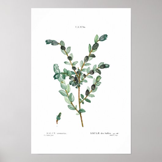 BOTANISCH "CREEPING WILLOW" REDOUTÉ POSTER (Voorkant)