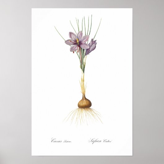 BOTANISCH "CROCUS" REDOUTÉ POSTER (Voorkant)