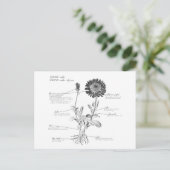 Botanisch diagram voorzien van een annotatie briefkaart (Staand voorkant)