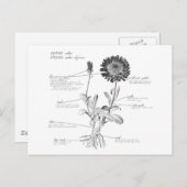 Botanisch diagram voorzien van een annotatie briefkaart (Voorkant / Achterkant)