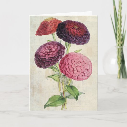  Botanisch Dubbelbloeden Paars Zinnia Kaart (Voorkant)