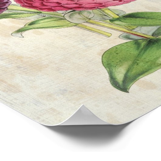  Botanisch Dubbelbloeden Paars Zinnia Poster (Hoek)