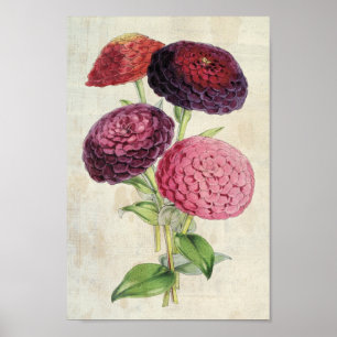  Botanisch Dubbelbloeden Paars Zinnia Poster