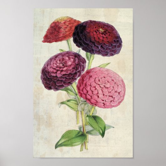  Botanisch Dubbelbloeden Paars Zinnia Poster (Voorkant)