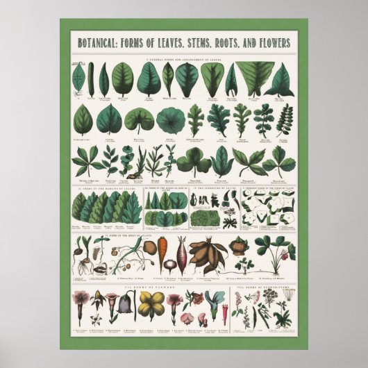 Botanisch educatief Poster (Voorkant)