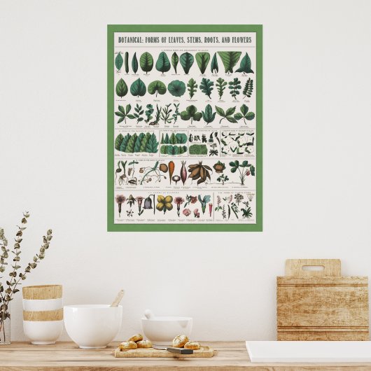 Botanisch educatief Poster (Keuken)