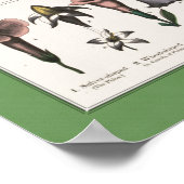 Botanisch educatief Poster (Hoek)