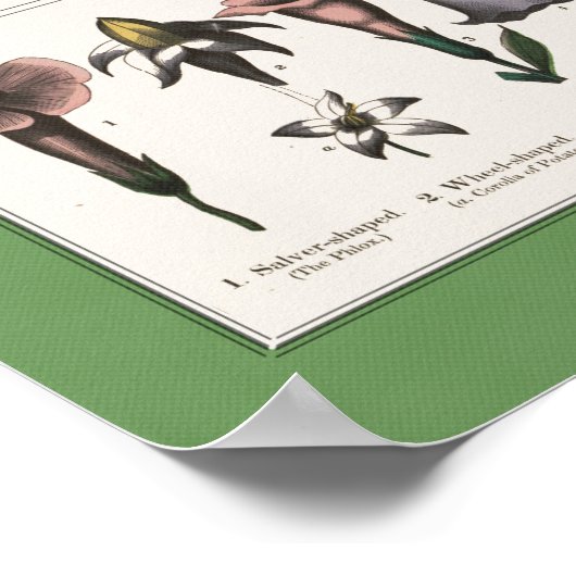 Botanisch educatief Poster (Hoek)