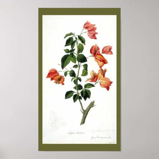 Botanisch-Flower-Bouganville Poster (Voorkant)