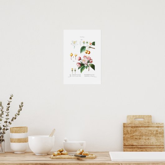  BOTANISCH "FLOWERENDE CRABAPPLE" REDOUTÉ POSTER (Keuken)
