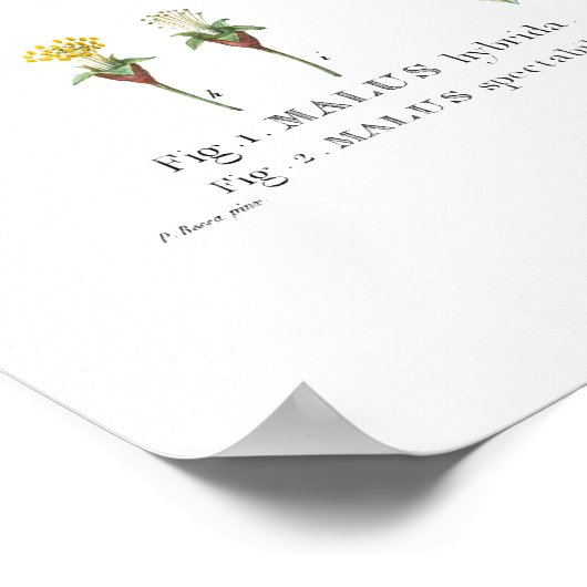  BOTANISCH "FLOWERENDE CRABAPPLE" REDOUTÉ POSTER (Hoek)