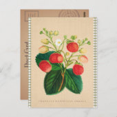 Botanisch - Fraisier Perpetual Ananas Briefkaart (Voorkant / Achterkant)