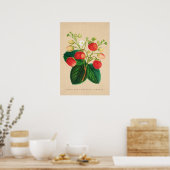  Botanisch - Fraisier Perpetual Ananas Poster (Keuken)