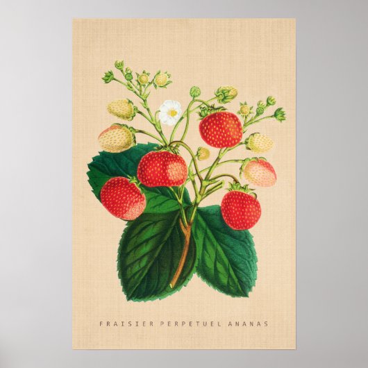  Botanisch - Fraisier Perpetual Ananas Poster (Voorkant)