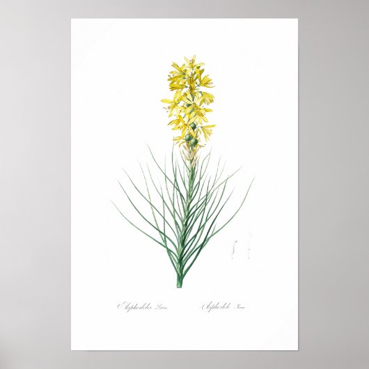 BOTANISCH "GEEL ASPHODEL" REDOUTÉ POSTER (Voorkant)
