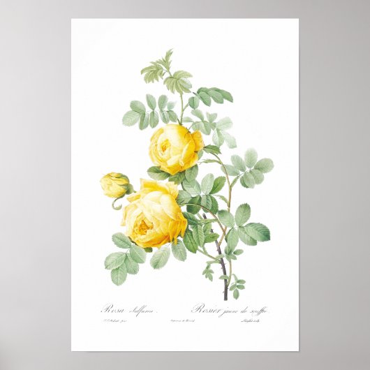 BOTANISCH "GEEL" POSTER VAN REDOUTÉ (Voorkant)