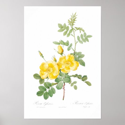 BOTANISCH GEEL POSTER VOOR HET VERLICHTEN VAN DE (Voorkant)