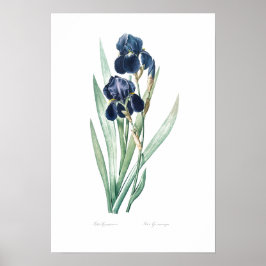 BOTANISCH "GERMAN IRIS" REDOUTÉ POSTER