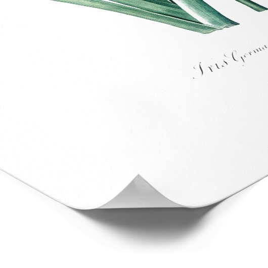  BOTANISCH "GERMAN IRIS" REDOUTÉ POSTER (Hoek)