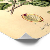 Botanisch - Hawthorn Crataegus oxyacantha monogyna Poster (Hoek)