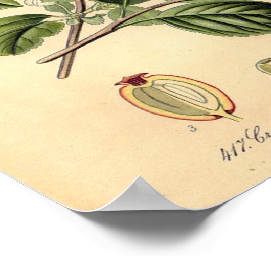 Botanisch - Hawthorn Crataegus oxyacantha monogyna Poster (Hoek)