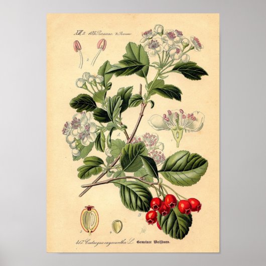 Botanisch - Hawthorn Crataegus oxyacantha monogyna Poster (Voorkant)