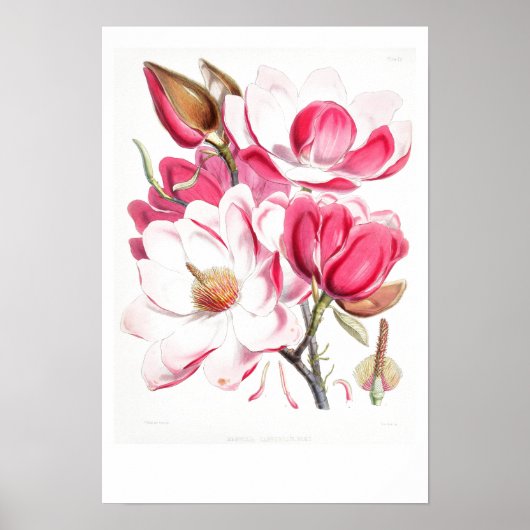 BOTANISCH "MAGNOLIA" POSTER VAN W.H. FITCH (Voorkant)