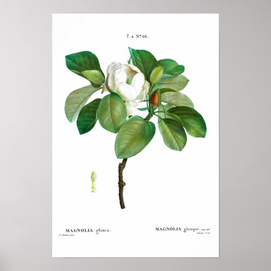  BOTANISCH "MAGNOLIA" REDOUTÉ POSTER (Voorkant)
