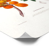 Botanisch met de Braziliaanse sloppenboom Le Pruni Poster (Hoek)