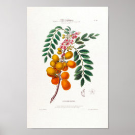 Botanisch met de Braziliaanse sloppenboom Le Pruni Poster