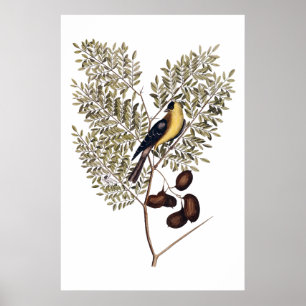  botanisch met gele vogel poster
