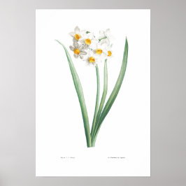 BOTANISCH NARCISSUS POSTER