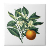  botanisch Oranje fruitbloesem Tegeltje (Voorkant)