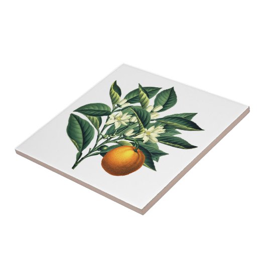  botanisch Oranje fruitbloesem Tegeltje (Zijkant)