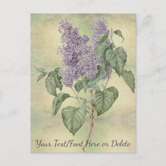  Botanisch Paars Lila Syringa Vulgaris Briefkaart (Voorkant)