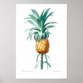  BOTANISCH "PINEAPPLE" REDOUTÉ POSTER (Voorkant)
