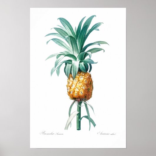  BOTANISCH "PINEAPPLE" REDOUTÉ POSTER (Voorkant)
