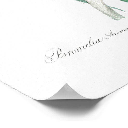  BOTANISCH "PINEAPPLE" REDOUTÉ POSTER (Hoek)