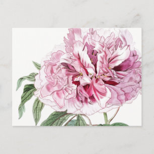 BOTANISCH PINK PEONY-BRIEFKAART BRIEFKAART