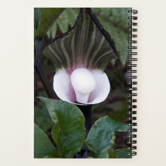 Botanisch Plant met Jack-in-the-Pulpit Notitieboek (Achterkant)
