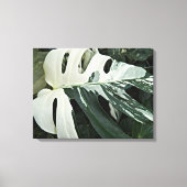 Botanisch Plant met variëteit Zwitserse kaas Canvas Afdruk (Voorkant)