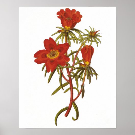  Botanisch Poster (Voorkant)