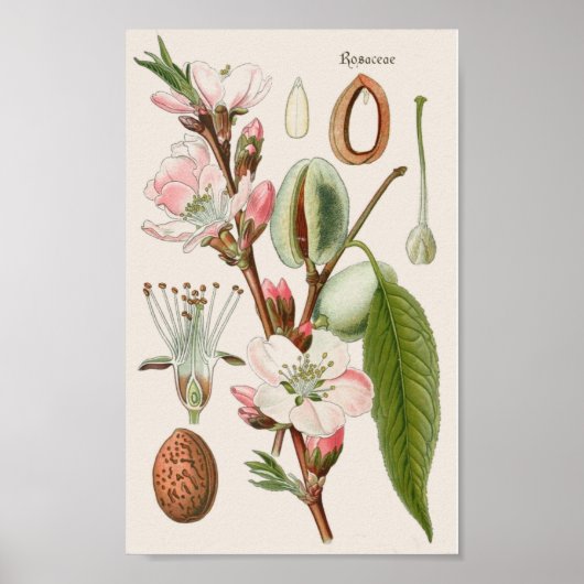 botanisch poster (Voorkant)