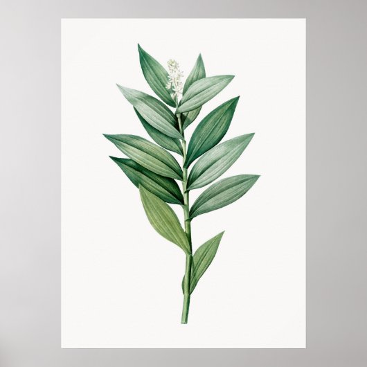 BOTANISCH POSTER (Voorkant)