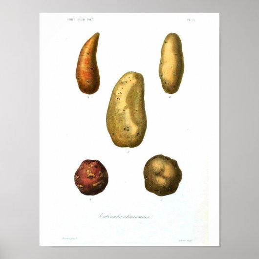  botanisch Poster - Aardappel (Voorkant)