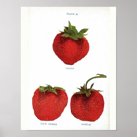 botanisch Poster - aardbei (Voorkant)