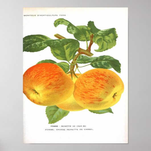  botanisch Poster - Apple (Voorkant)