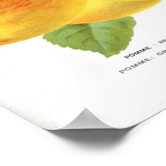  botanisch Poster - Apple