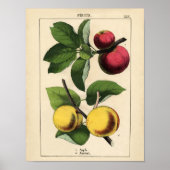 botanisch Poster - Apple en abrikozen (Voorkant)