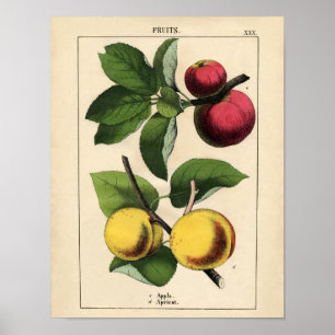  botanisch Poster - Apple en abrikozen